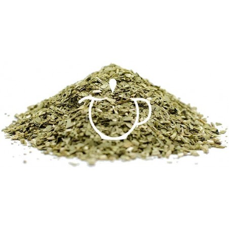 Détail feuilles yerba maté vert bio Argentine