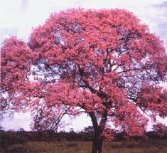 Le Lapacho : L'Arbre de Vie des Incas et ses Vertus Médicinales