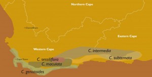 Carte des espèces de honeybush