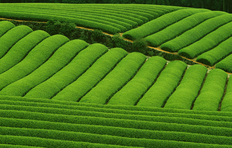 Acheter et choisir du thé vert japonais - Thé-Passion - Tout