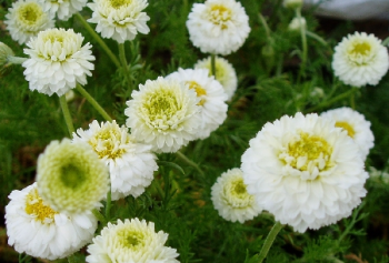 Camomille : plantation et récolte