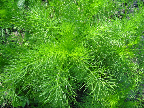 Tisane de Fenouil : bienfaits et propriétés