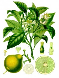 La bergamote planche botanique