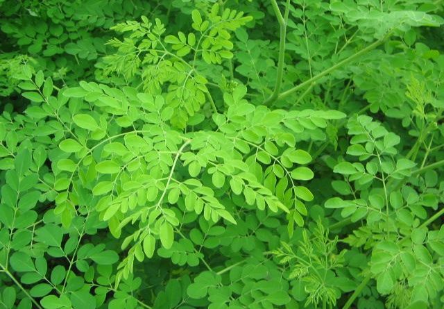 Le moringa oleifera, la plante aux 300 bienfaits - Thé-Passion