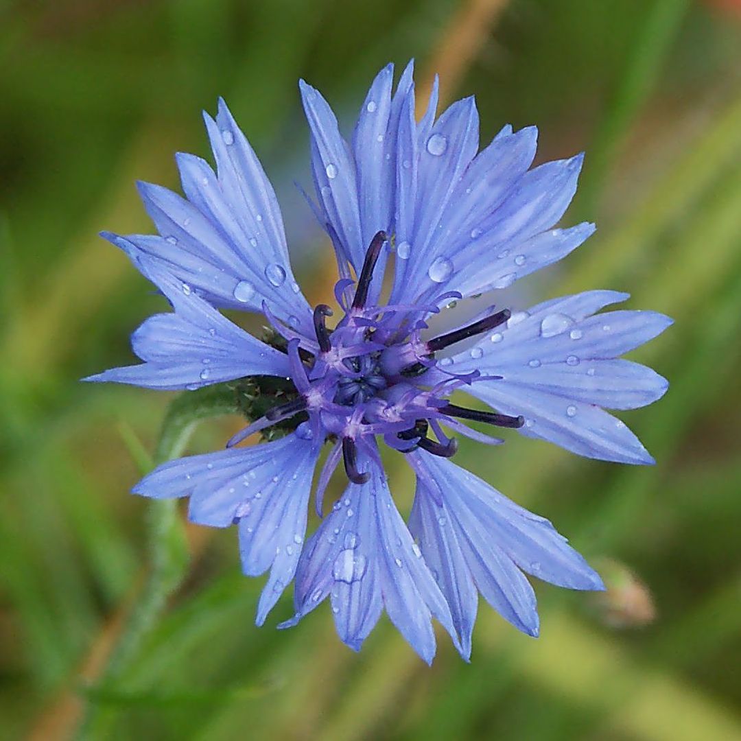 Tout savoir sur la fleur de thé