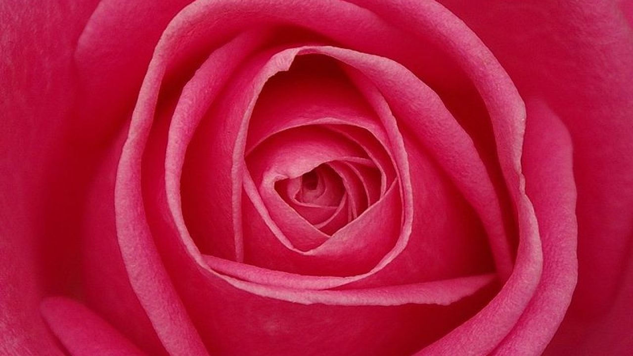 La rose du désert, une plante d'intérieur facile - Hortus Focus I mag